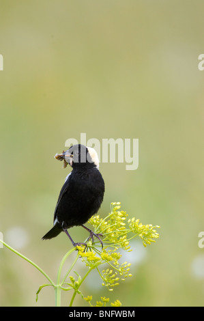 Adult male Bobolink Perched with Insects in Beak Stock Photo