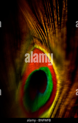 Abstract Peacock feather with eye Stock Photo