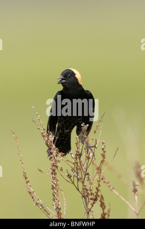Adult male Bobolink Vocalizing While Perched Stock Photo