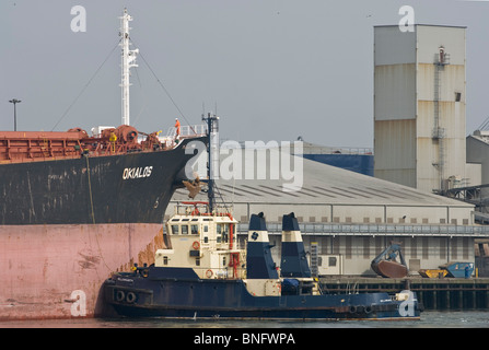 Tugboat manoevering bulk carrier Okialos, Belfast docks. Stock Photo