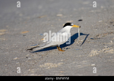 Adult Least Tern in Breeding Plumage Standing on the Beach with a Fish in its Bill Stock Photo