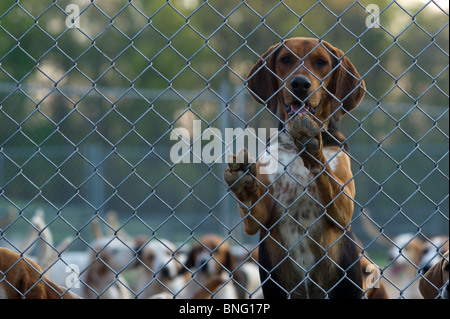 Fox hounds Stock Photo