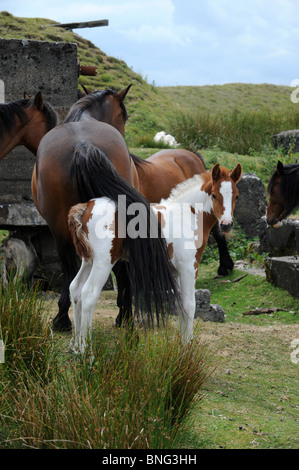 Wild ponies with foal on the Clee Hills in Shropshire Stock Photo