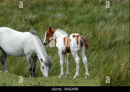 Wild ponies with foal on the Clee Hills in Shropshire Stock Photo