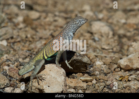 A tail-less male Chihuahuan Greater Earless Lizard (Cophosaurus texanus scitulus) at Big Bend National Park, Texas. Stock Photo