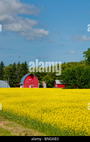 A bright yellow canola field with red farm buildings near Winkler, Manitoba, Canada.