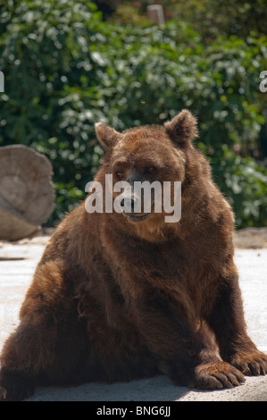 Paris, France, Urban Parks, Gardens, 'Bois de Boulogne' European Brown Bear in Zoo Stock Photo