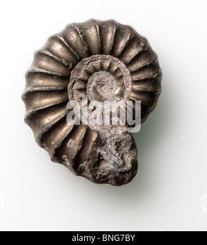 Ammonite Fossil Stock Photo