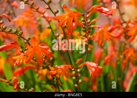 Crocosmia x crocosmiiflora 'James coey' Stock Photo