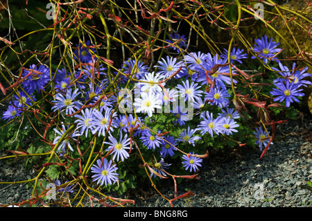 Anemone Blanda 'Blue Shades' and White counterpart Stock Photo
