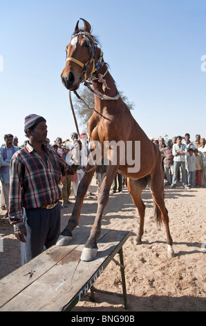 Horse exhibition. Nagaur cattle fair. Rajasthan. India Stock Photo