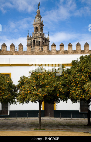 The Giralda Tower from inside the walls of El Patio de Banderas / Plaza Patio de Banderas, Seville / Sevilla. Spain. Stock Photo