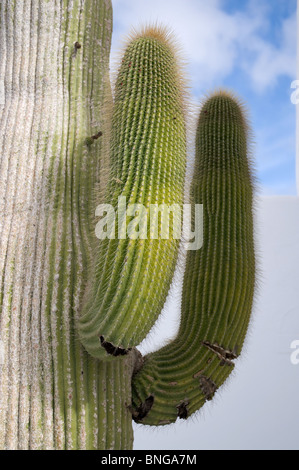 Tall saguaro cactus cacti close up with two new shoots