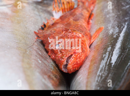 Freshly caught red fish lying on two larger fish Stock Photo