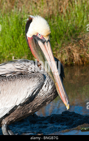 Texas, Port Aransas. Brown Pelican at Leonabelle Turnbull Birding Center. Stock Photo