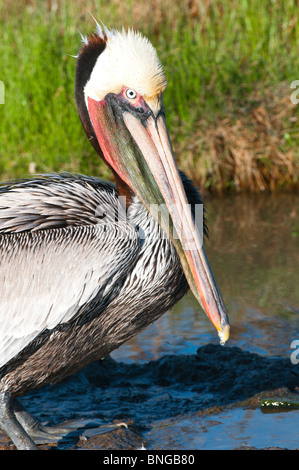 Texas, Port Aransas. Brown Pelican at Leonabelle Turnbull Birding Center. Stock Photo