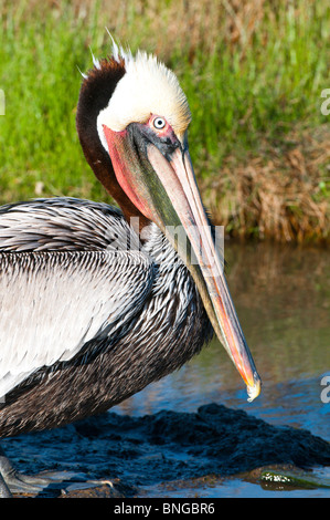 Texas, Port Aransas. Brown Pelican at Leonabelle Turnbull Birding Center. Stock Photo