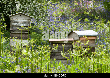 Bee Hives Amongst Bluebells Stock Photo