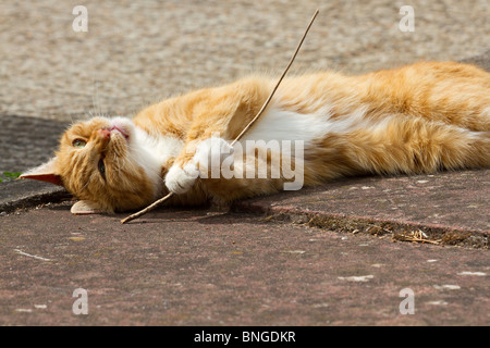 An adult female Ginger cat (Felis catus) outdoors playing with stick held between her paws Stock Photo