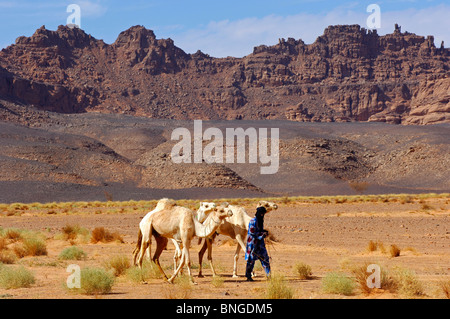 Tuareg nomad looking for a pasture for his white Mehari dromedaries in the Acacus Mountains, Sahara desert, Libya Stock Photo