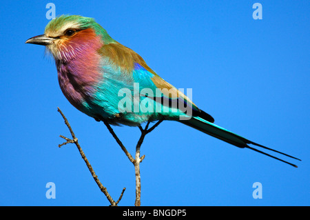 Lilac-breasted roller, Coracias caudatus, Madikwe Game Reserve, South Africa Stock Photo