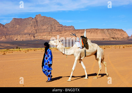 Tuareg nomad leading a white Mehari dromedary witha traditional Tuareg saddle in the desert, Sahara desert, Libya Stock Photo