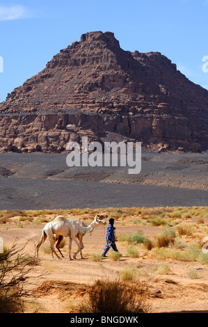 Tuareg nomad looking for a pasture for his white Mehari dromedaries in the Acacus Mountains, Sahara desert, Libya Stock Photo