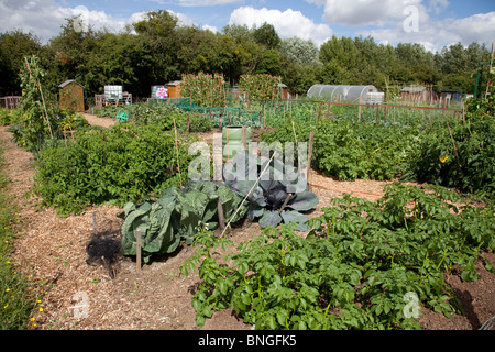 Vegetables growing on community allotments Bishops Cleeve Cheltenham UK Stock Photo