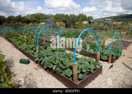 Growing vegetables in raised beds on community allotments Bishops Cleeve Cheltenham UK Stock Photo