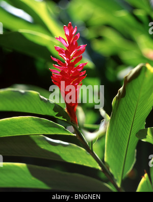 Ginger Lily plant, Oahu, Hawaii, United States Of America Stock Photo