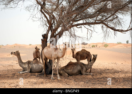 Arabian dromedary camels (camelus dromedarius) in the desert sand of the United Arab Emirates Stock Photo