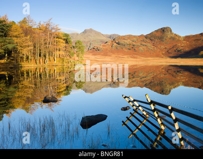 Langdale Pikes reflected in a mirrorlike Blea Tarn in the early morning, Lake District National Park, Cumbria, England. Stock Photo