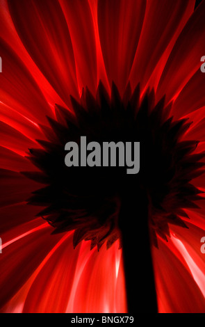 Detail of a red sunflower (Helianthus annuus) Stock Photo