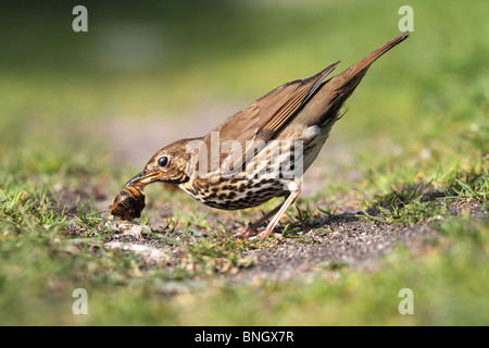 Song Thrush; Turdus philomelos; eating a snail Stock Photo