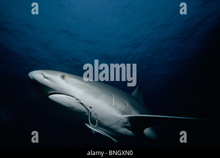 Fish hooked lodged in mouth of Caribbean Reef Shark (Carcharhinus perezi) with symbiotic Remora attached, Bahamas Stock Photo