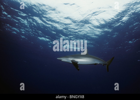 Silky Shark (Carcharhinus falciformis), Cocos Island, Costa Rica - Pacific Ocean. Stock Photo
