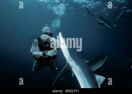 Diver feeding Blue Shark (Prionace glauca), California (USA) - Pacific Ocean. Stock Photo
