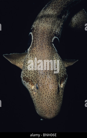 Epaulette Shark (Hemiscyllium ocellatum) at night, Perth, Australia - Indian Ocean. Stock Photo