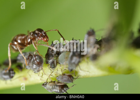 Black Garden Ant (Lasius niger) tending to black bean aphids (Aphis fabae) Stock Photo