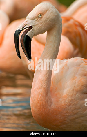 A close-up of a Chilean Flamingo showing the inside of its beak and one eye Stock Photo