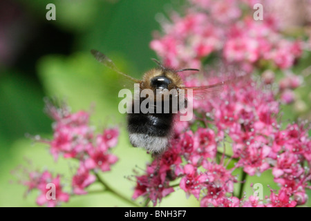 Bombus hypnorum, the tree bumblebee, hovering in front of a flower Stock Photo
