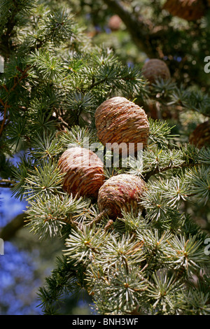 Atlas Cedar, Cedrus atlantica, Pinaceae, Algeria and Morocco Stock Photo