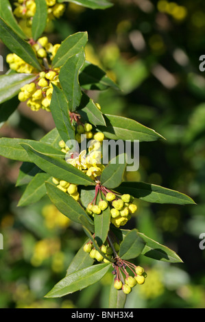 Berberis, Berberis pruinosa var. longifolia, Berberidaceae Stock Photo