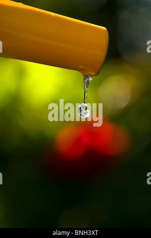 Single clear pure water droplet falling from garden hose in sunlit summer garden Stock Photo