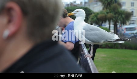 SEAGULL PERCHING ON BENCH BETWEEN PEOPLE ON SEA FRONT UK..... RE SEAGULLS GULL GULLS PESTS BIRDS TAME ANIMALS STEALING FOOD ETC Stock Photo
