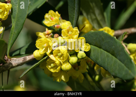 Berberis, Berberis pruinosa var. longifolia, Berberidaceae Stock Photo