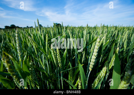 Wheat fields, Kent, United Kingdom