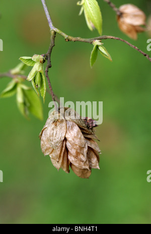 Japanese Hop-Hornbeam, Ostrya japonica, Betulaceae, North East Asia, China, Japan. Fruiting Body. Stock Photo