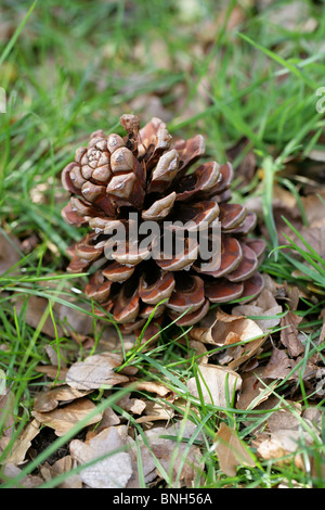 Scots Pine Cone, Pinus sylvestris, Pinaceae. Stock Photo