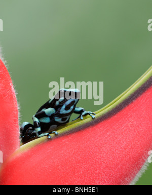 Green and Black poison dart frog, Dendrobates auratus, Selva Verde, Costa Rica Stock Photo